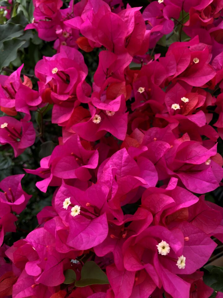Natural flowers garden
