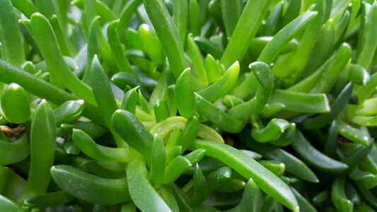 Plant juicy garden