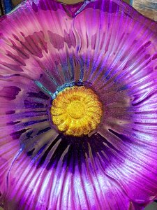 Flower purple