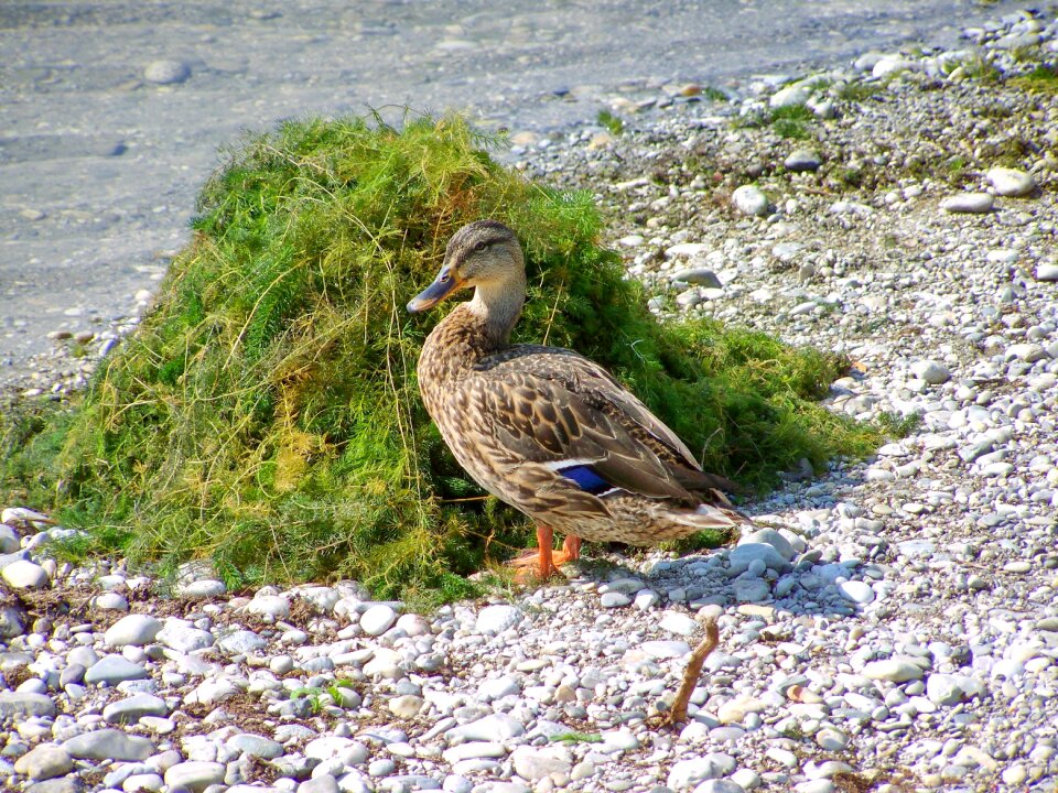 Mallard duck bird waterfowl