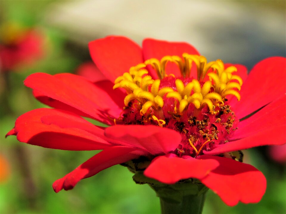 Petals bright colorful
