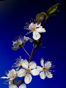 Spring flowers flower
