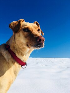 Snow blue sky sunny