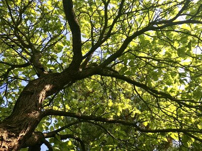 The crown of the tree trees treetops