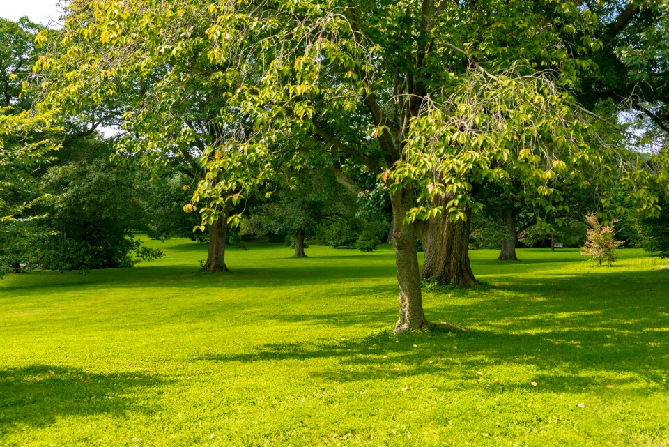 Tranquil serene green calm photo