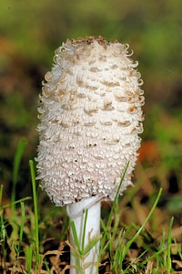 Nature white mushroom in the grass photo