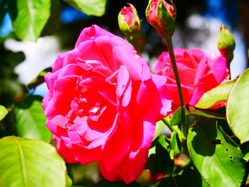 Nature garden romantic