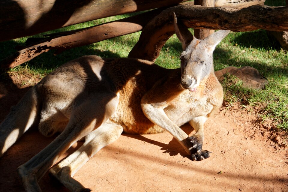 Australia nature zoo