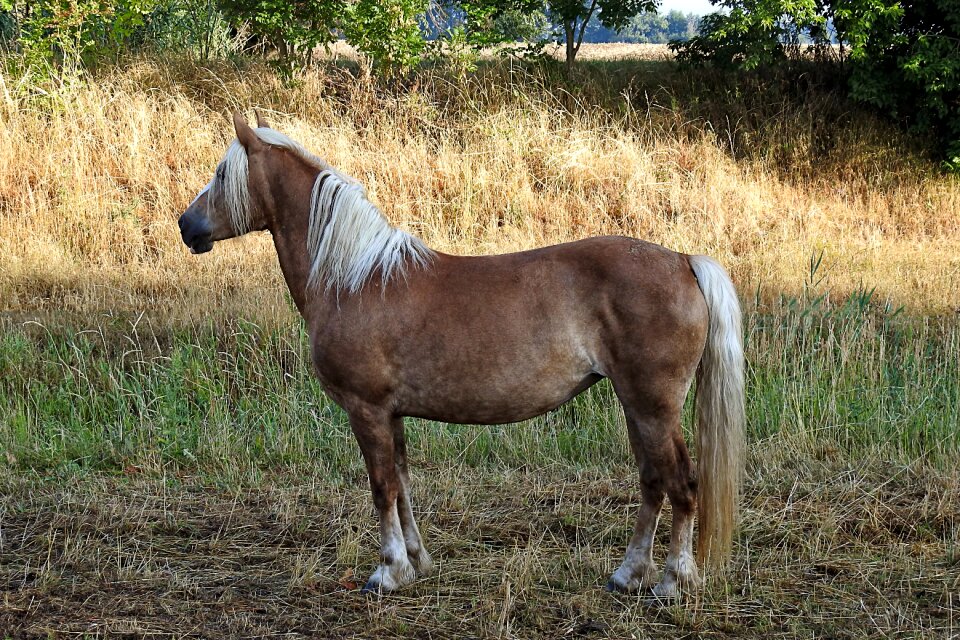 Animal pasture mammal