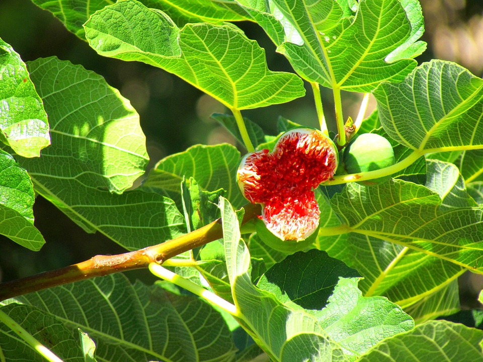 Ficus carica fruit green