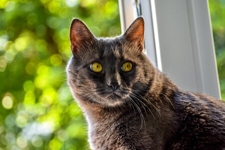 Cat looking yelow eyes