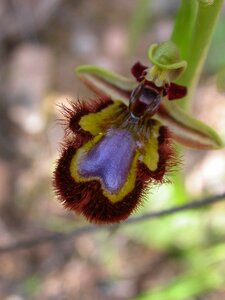 Flower orchid