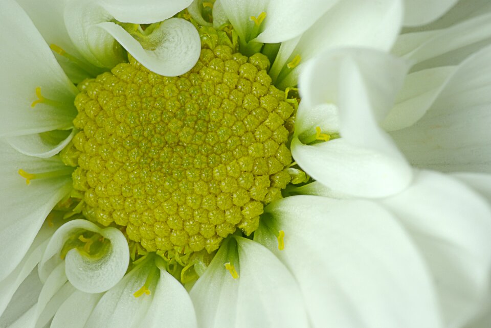 Green blossom bloom photo