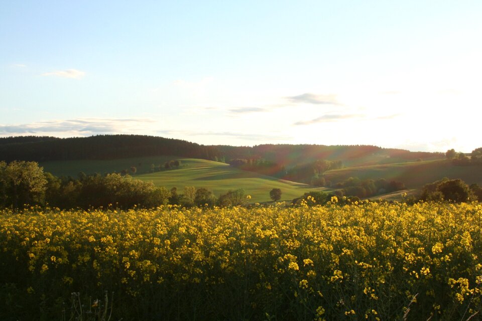 Landscape light oilseed rape