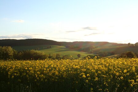 Landscape light oilseed rape