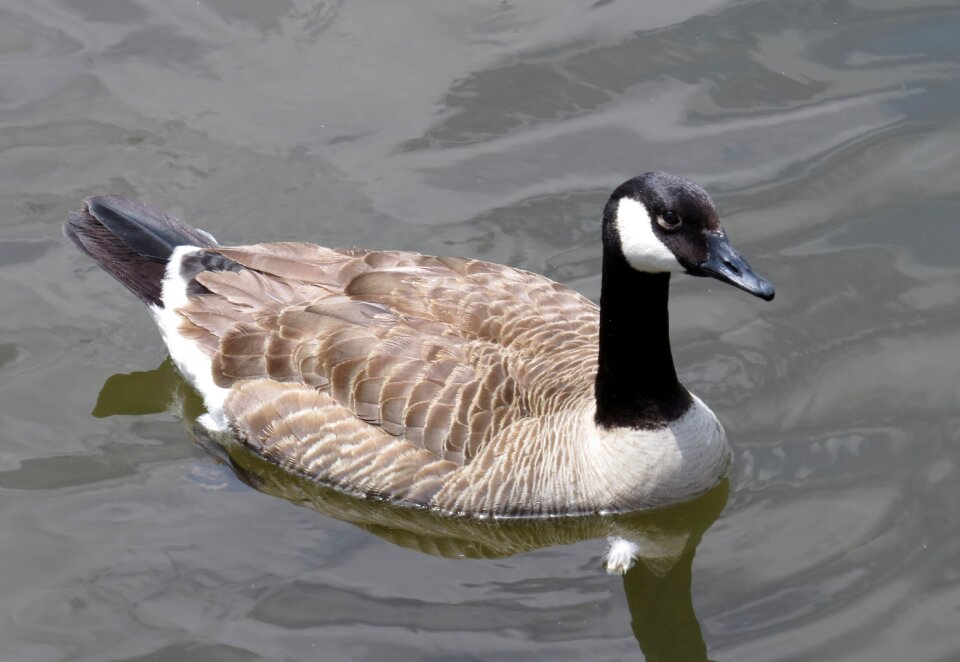 Covered bridge festival festivals