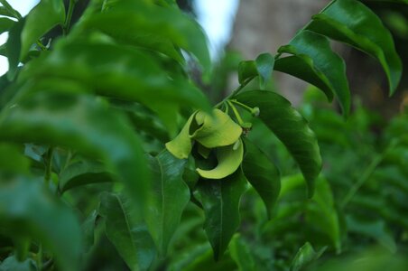 Botany garden