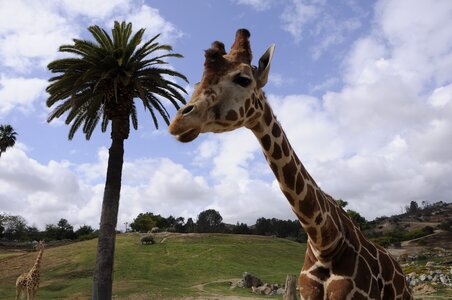 And giraffe