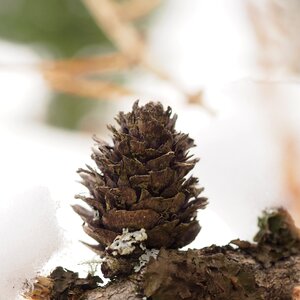 Winter nature