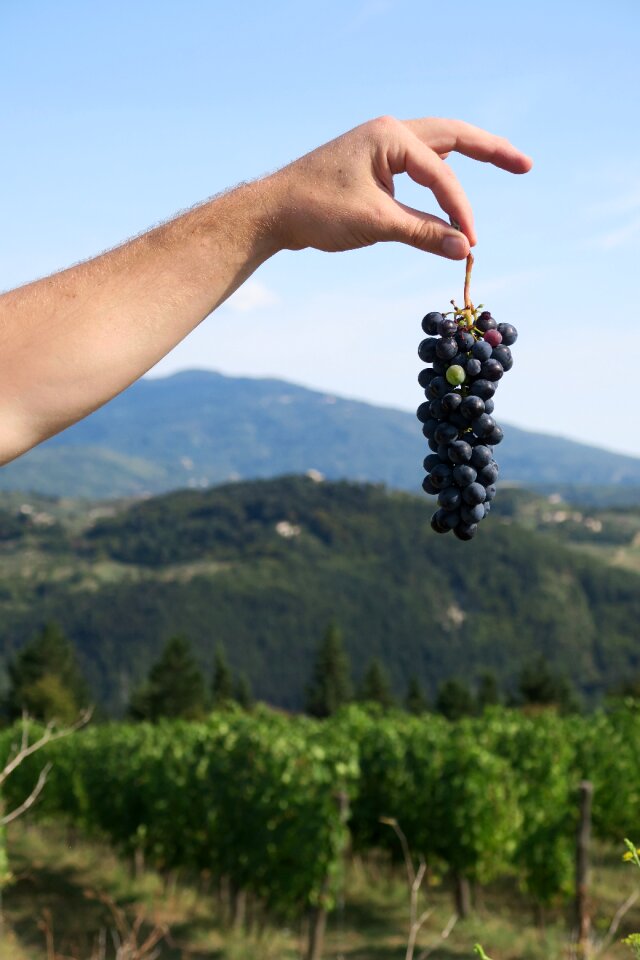 Italy grapes hand