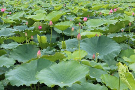 Leaf lake pond