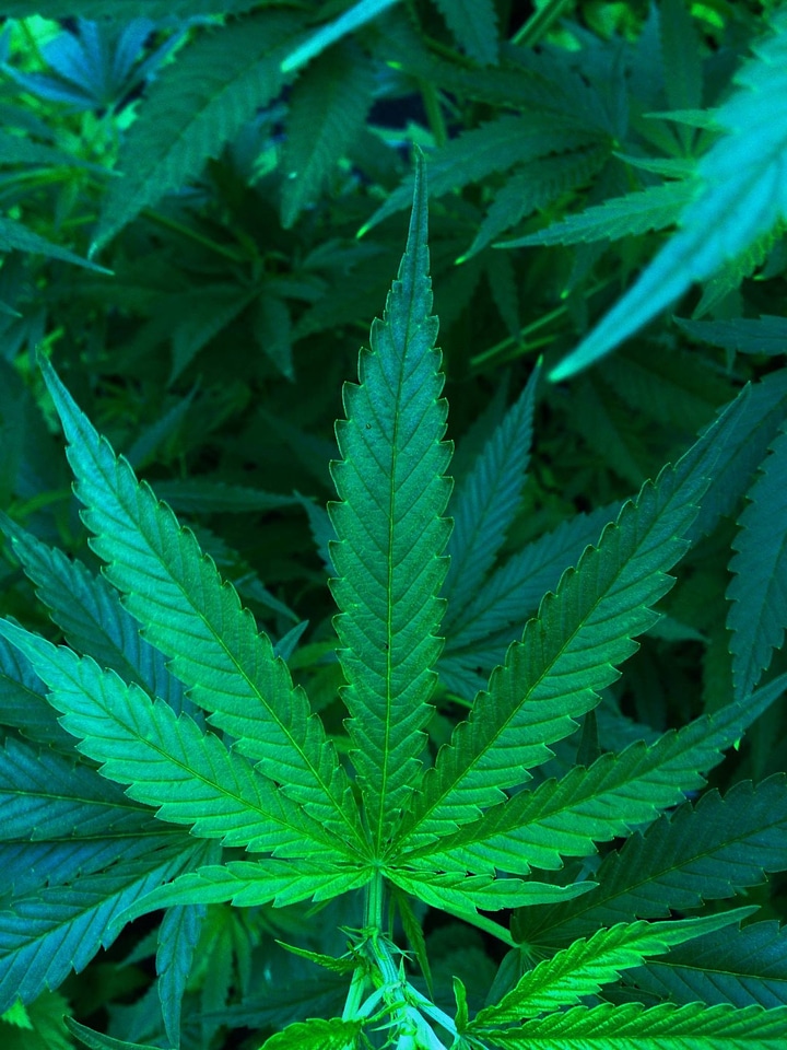 Factory drug nature