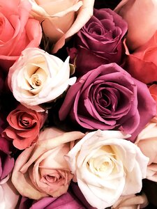 Rose roses wedding