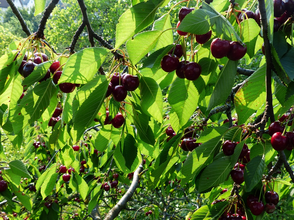 Fruit healthy leaves