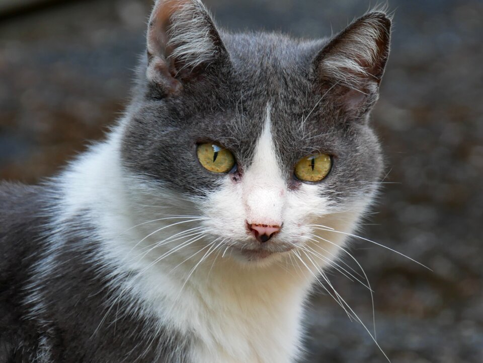 Hangover whiskers pussy