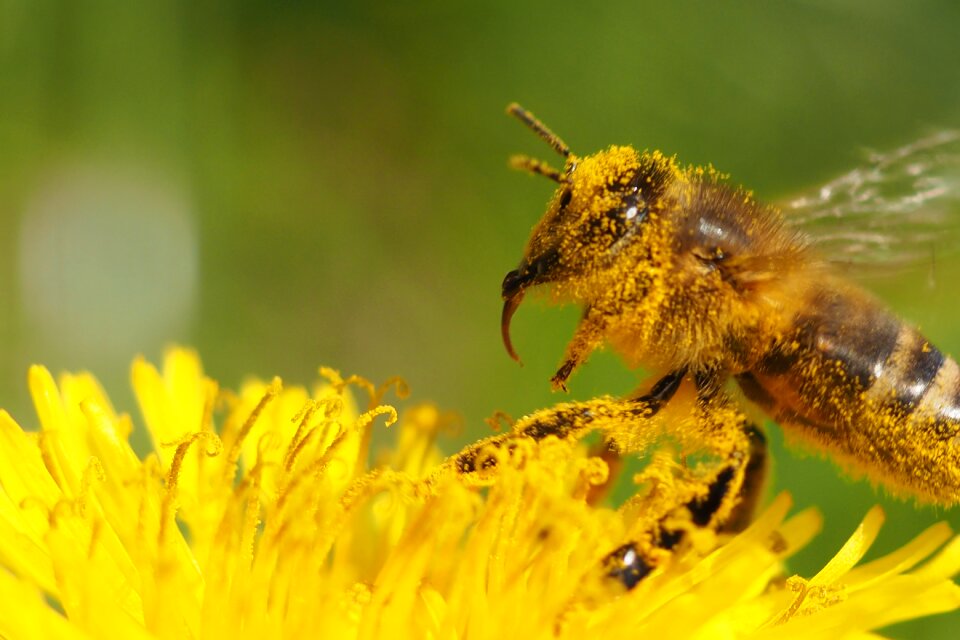 Flower insect
