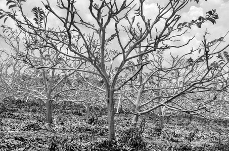 Nice white forest