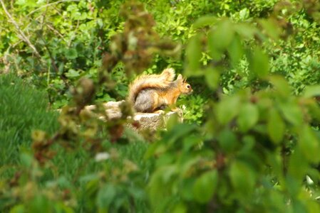 Cute furry garden