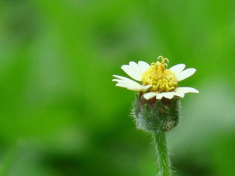 Plant outdoor petal