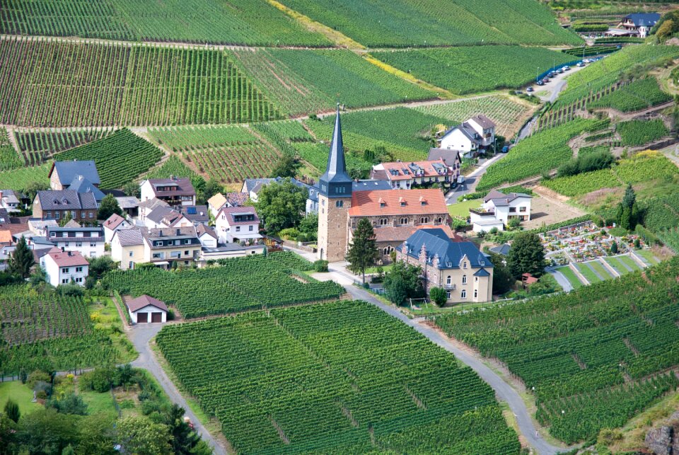 Vines fields vineyard
