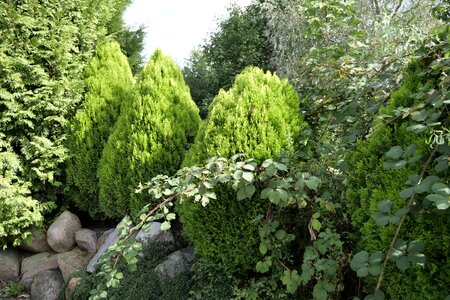 Green hedge plant