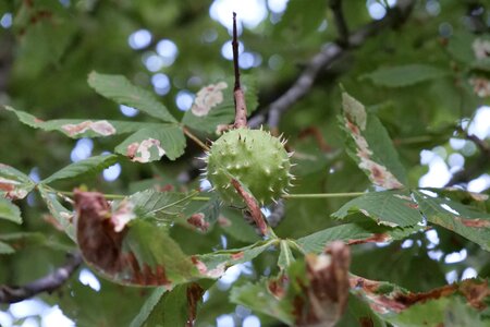 Chestnut tree green landscape