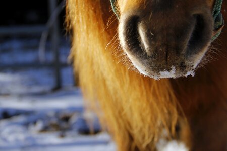 Horse muzzle cold photo