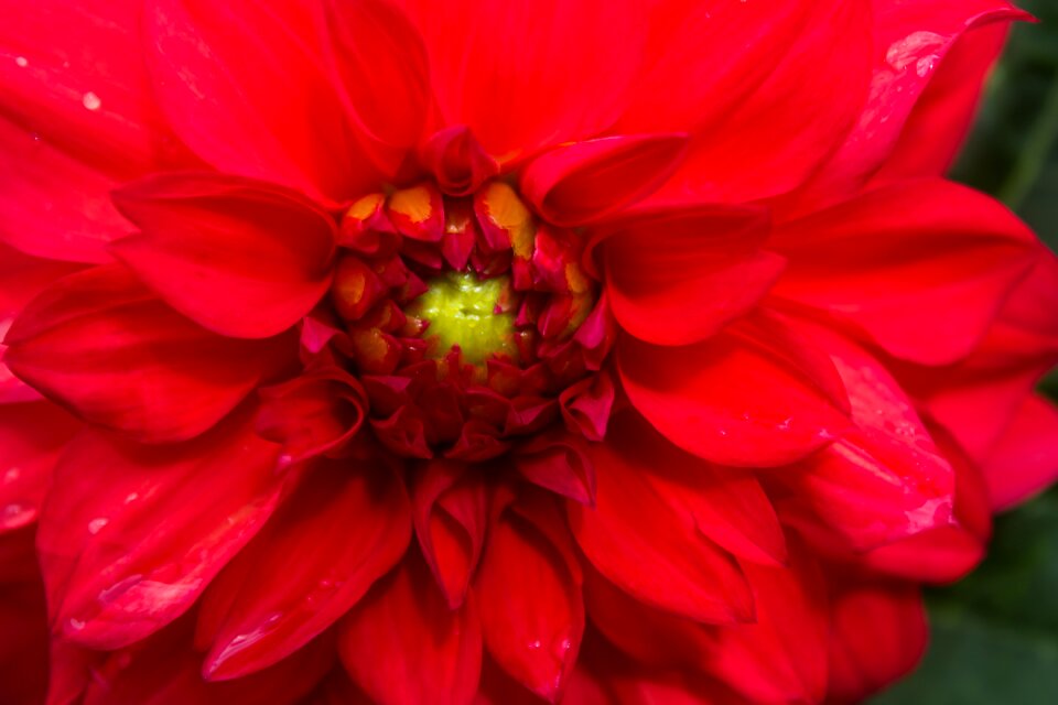 Center beauty nature