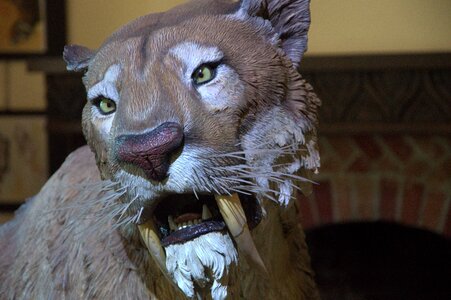 Lion fair feline