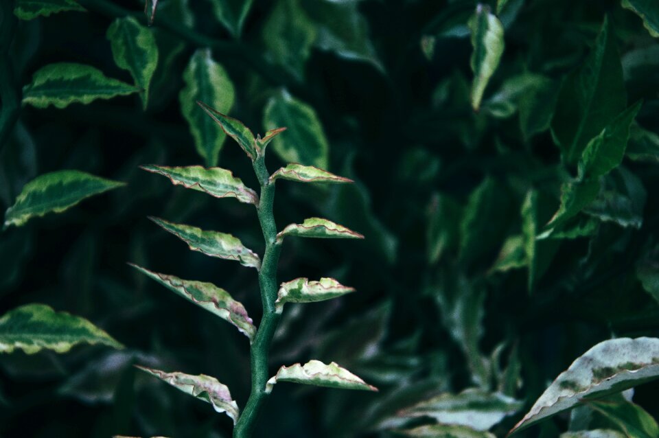 Nature flower plant