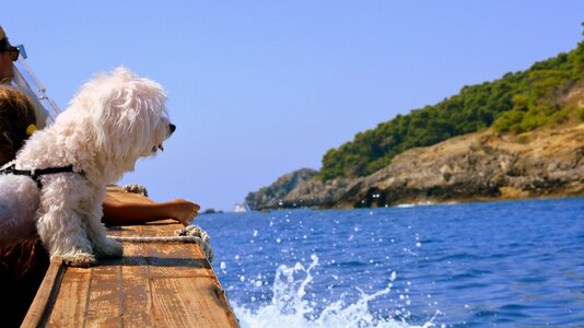 Dog boat sea