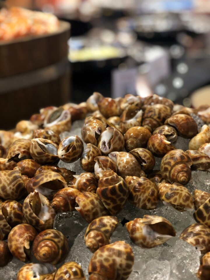 Ocean clams sea shells