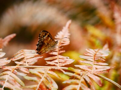 Summer nature bug