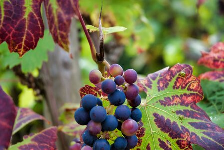 Vine winegrowing grapevine photo