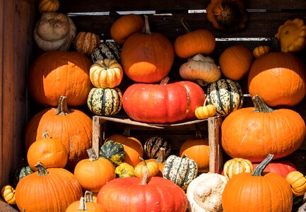 Autumn harvest box