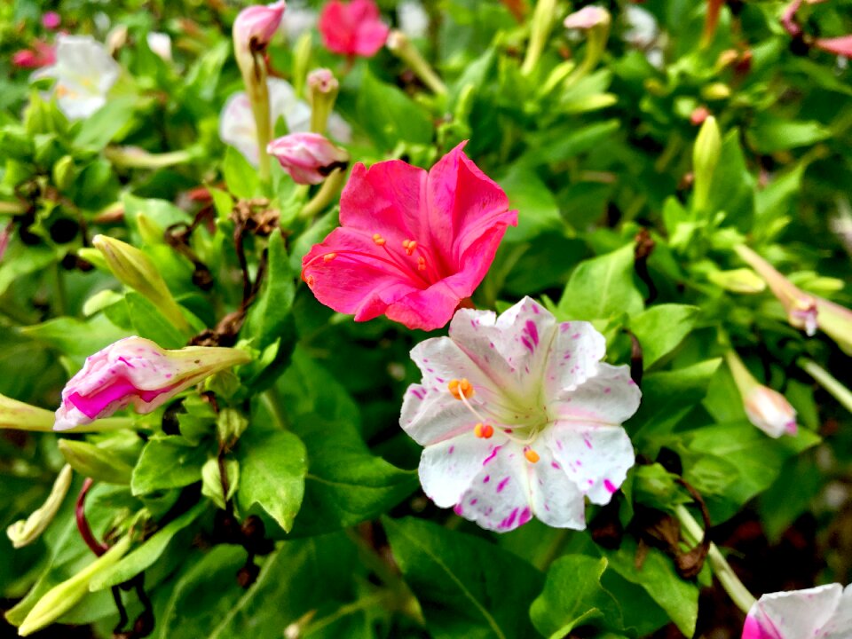White small tender