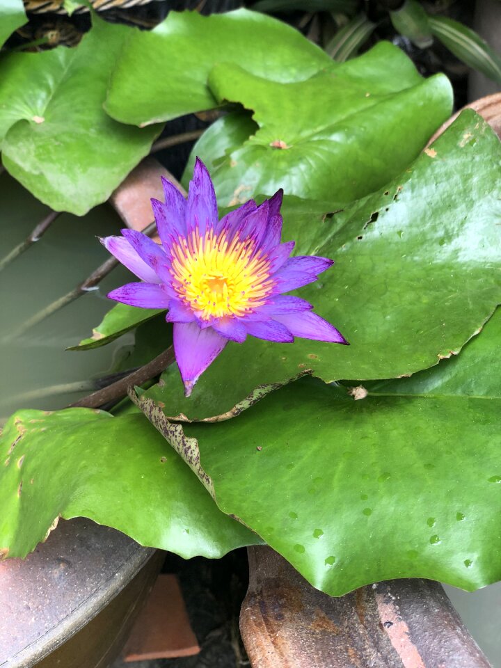 Water plants purple flora