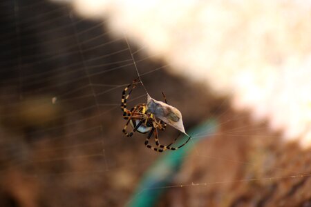 Web zebraspinne tiger spider photo