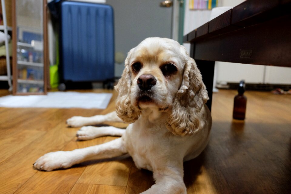 Puppy pet dogs coca