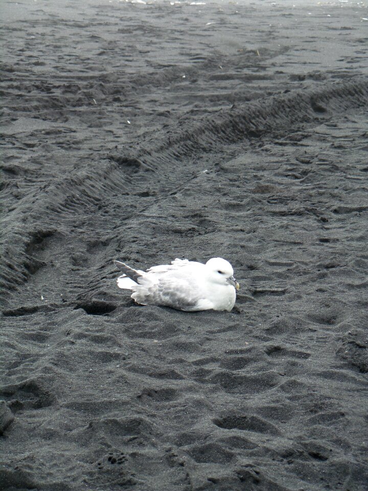 Coast wild bird rest